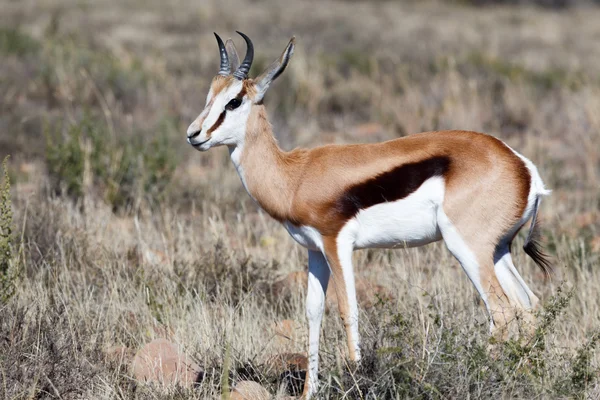 Şirin Springbok ayakta uzun otların dolu bir alanda — Stok fotoğraf