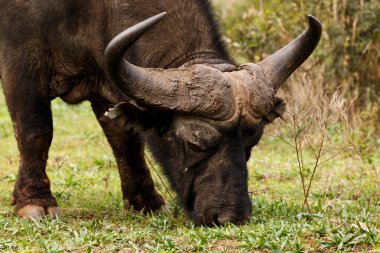 Afrika Buffalo Syncerus caffer