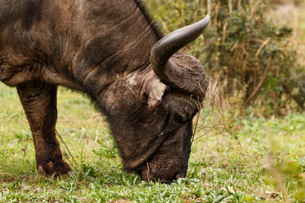 Крупный план африканского буйвола — стоковое фото
