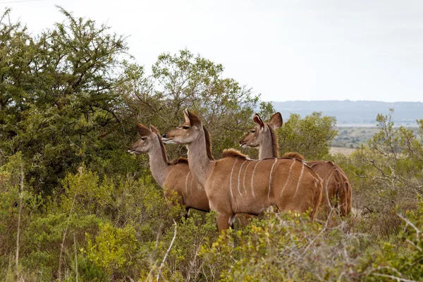 Większa kobiece kudu patrząc pod kątem niektórzy mężczyźni — Zdjęcie stockowe