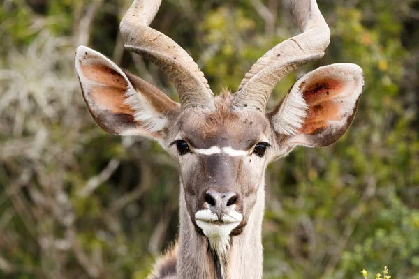 Vista de perto de um Grande Kudu — Fotografia de Stock