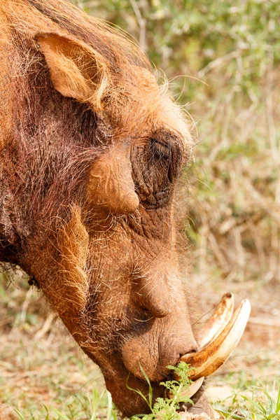 Primer plano de la comida común warthog — Foto de Stock