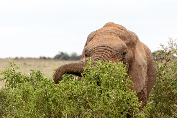African Bush Elephant grabbing the branch