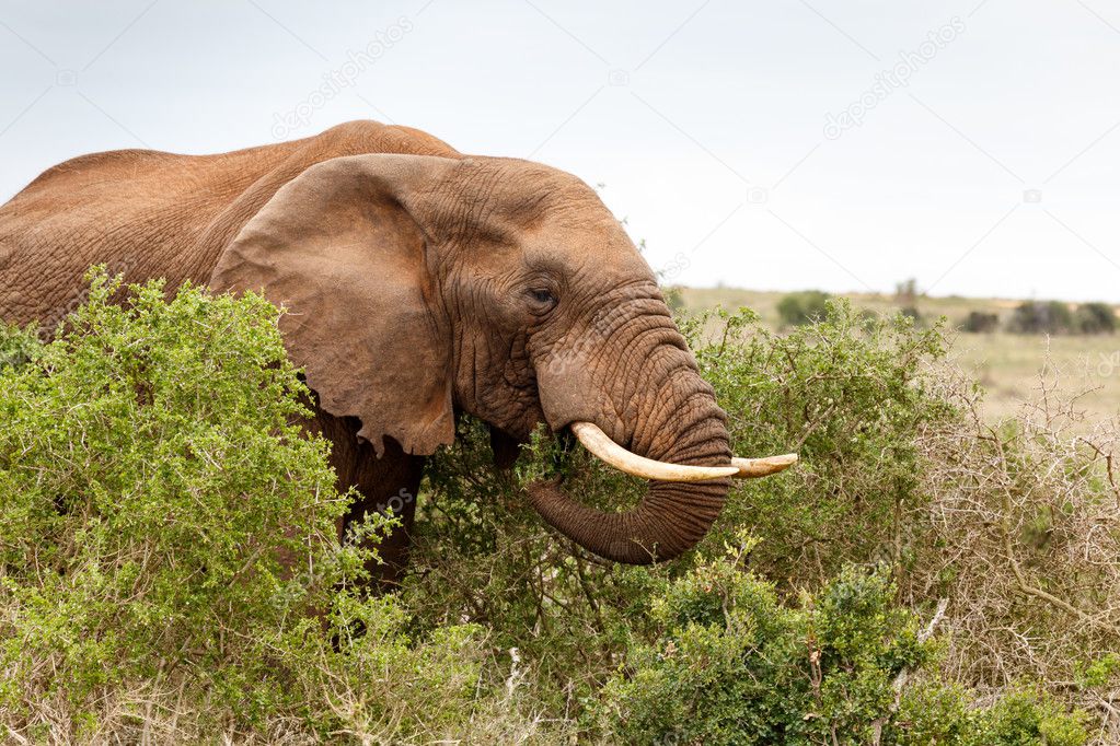 African Elephant eating a branch