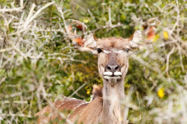 Weibchen größerer Kudu versucht sich zu verstecken — Stockfoto