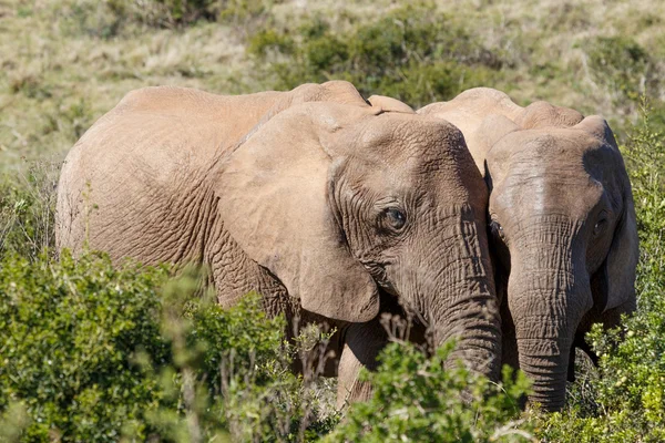 Afrikai bokor elefántok állandó egymáshoz közel — Stock Fotó