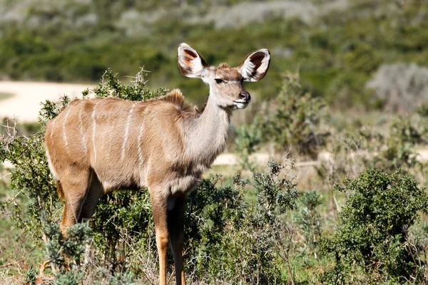 Vrouwelijke grote koedoe staren op afstand — Stockfoto