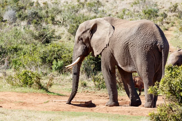 Éléphant d'Afrique essayant de trouver de l'eau . — Photo