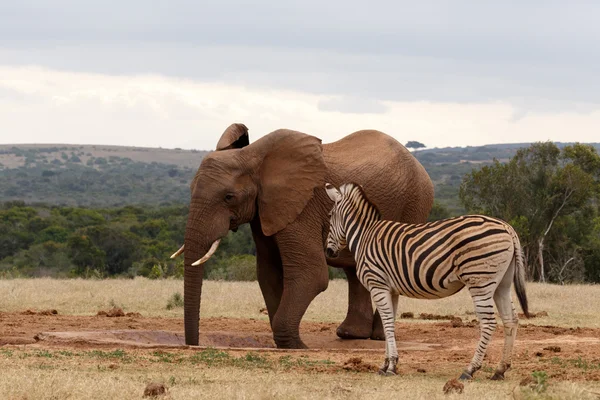 Elefante disfrutando de su agua — Foto de Stock