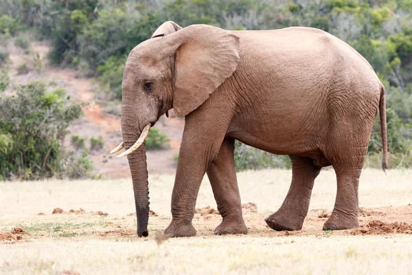 Islak bir gövde ile fil — Stok fotoğraf