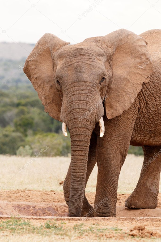 Elephant Standing and Posing while drinking water