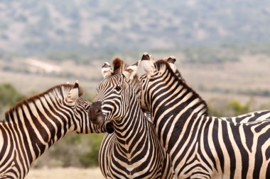 İki zebralar diğer Zebra öpüşme