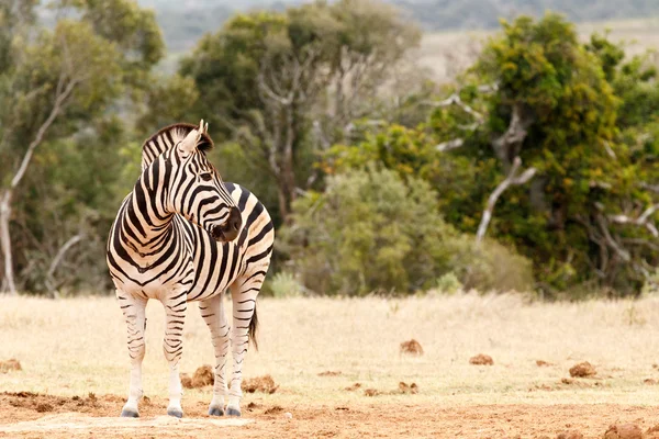 Zebra olhando por cima do ombro — Fotografia de Stock