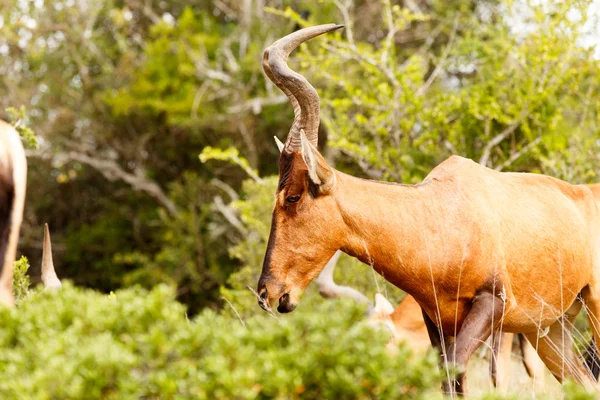 Red Hartebeest andando cabeça para baixo — Fotografia de Stock