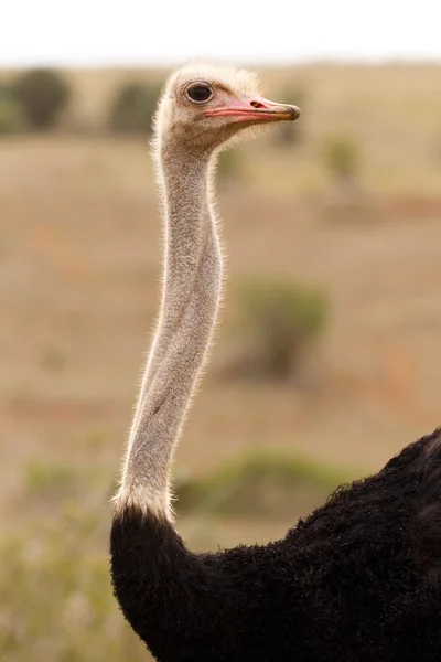 Avestruz macho mirando por encima de su hombro — Foto de Stock