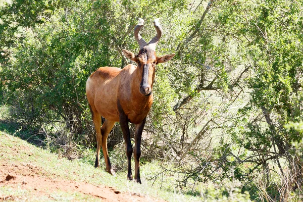 Red Hartebeest saliendo de los arbustos —  Fotos de Stock