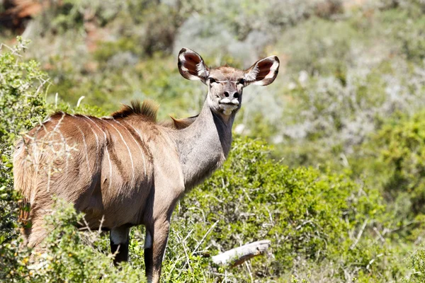 Female kudu looking over her shoulder at the camera — Stock Photo, Image