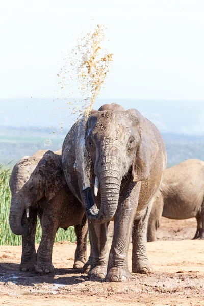 Elefante Bush tomando un baño de barro — Foto de Stock