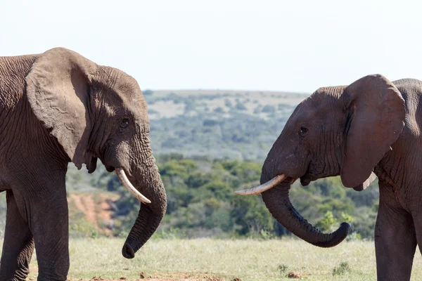 Elefánt Bush áll csavart bőrönd — Stock Fotó