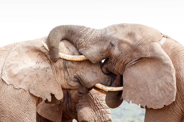 Bush kafasına bir öpücük vererek fil — Stok fotoğraf