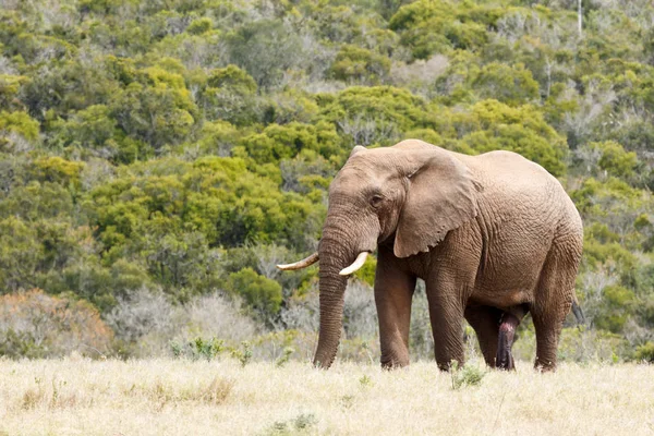 Afrikai elefánt Bush folyamatos hangos és büszke területén — Stock Fotó