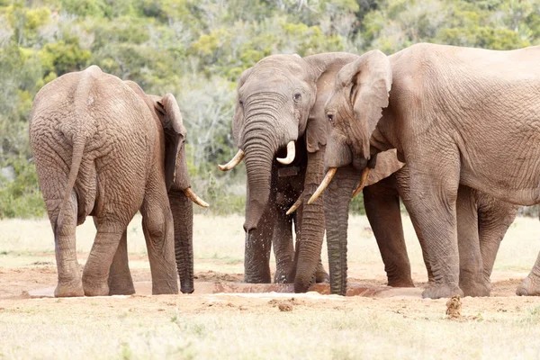 Víz-splash ideje az afrikai elefánt Bush — Stock Fotó