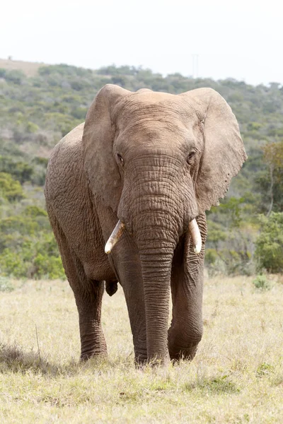 Buschelefant geht auf dich zu — Stockfoto