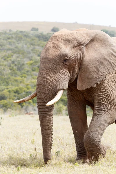 Bush fil yan görünüm — Stok fotoğraf