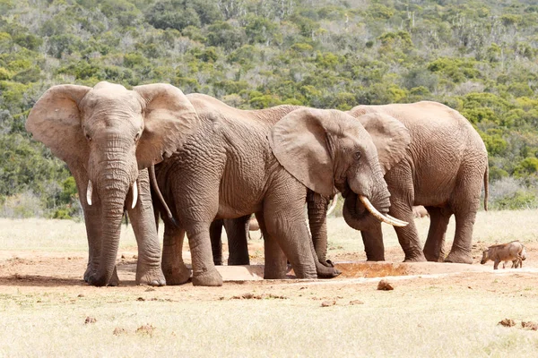Elefantes Bush protegiendo el abrevadero — Foto de Stock