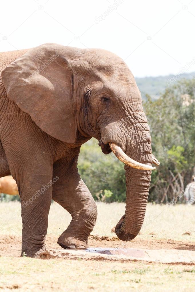 Bush Elephant arriving at the watering hole