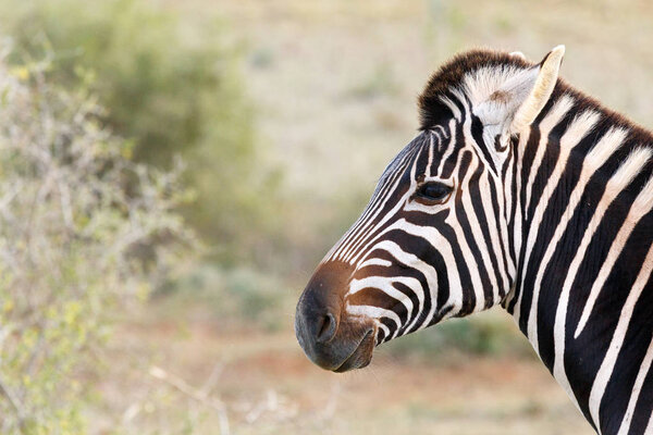 Headshot photo of a Burchell's Zebra standing in the field.
