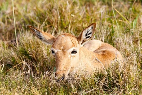 Yeni doğan kırmızı çimlere oturup Hartebeest — Stok fotoğraf