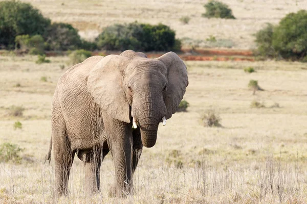 Elefánt állt az ő törzse összegömbölyödve — Stock Fotó