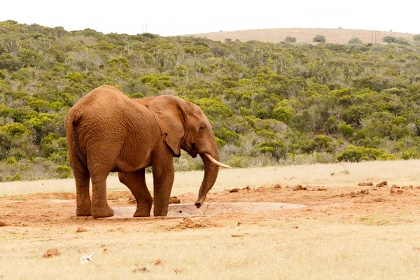 Elefánt állandó csavart a teste — Stock Fotó