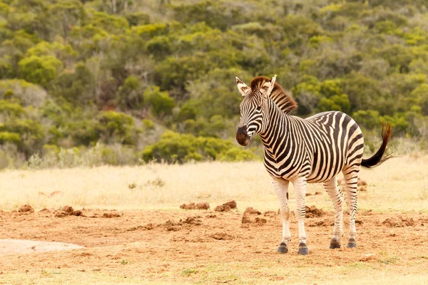 Happy Zebra stojící a čekání na vodu — Stock fotografie