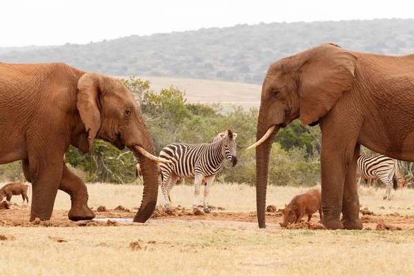 Éléphants de Bush boire de l'eau avec les autres animaux sauvages autour — Photo