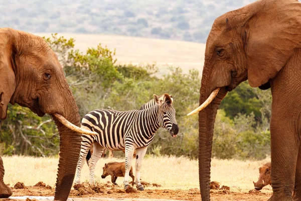 Bush elefántok ivóvíz állva egy szomjas Zebra — Stock Fotó