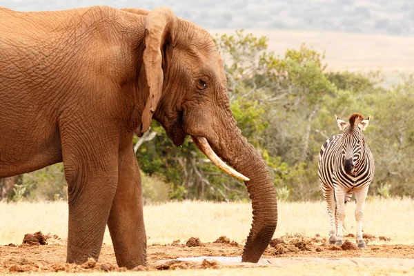 Cebra viendo el elefante africano Bush — Foto de Stock