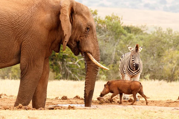 Warthog corriendo pasa la cebra y el elefante Bush — Foto de Stock