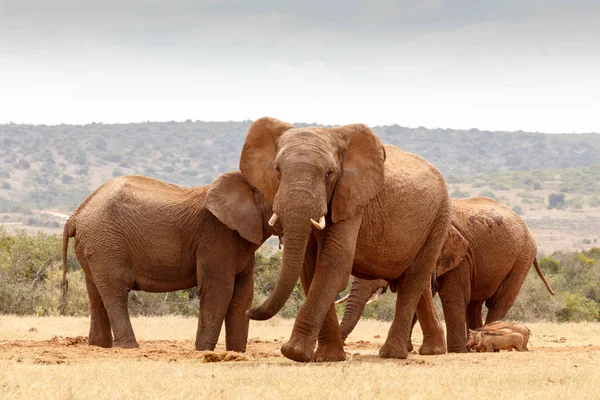 Afrikai elefánt gyaloglás felé — Stock Fotó