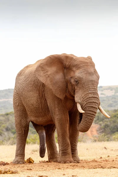 Bush Eléphant debout et froid — Photo