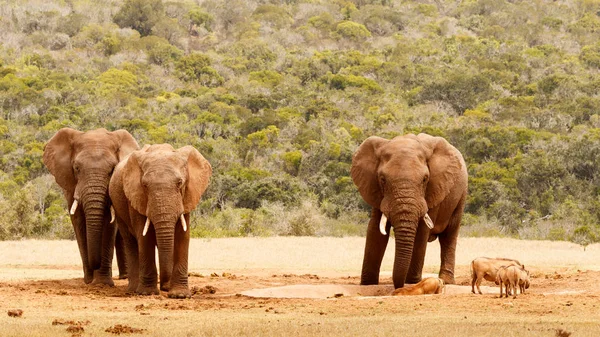 Éléphant de Bush regardant intensément les phacochères — Photo