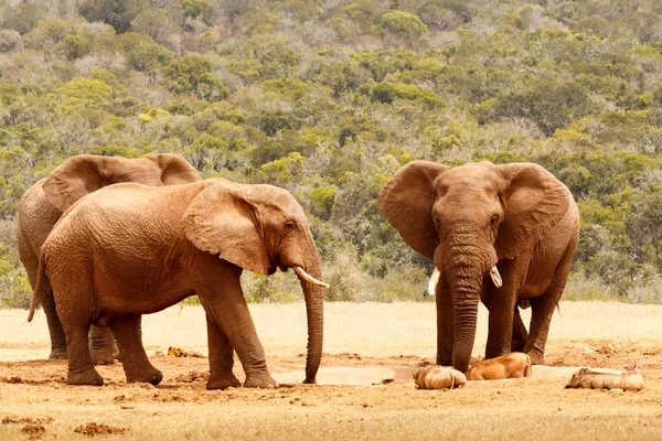 Elefánt Bush állt és figyelte a varacskos disznók — Stock Fotó