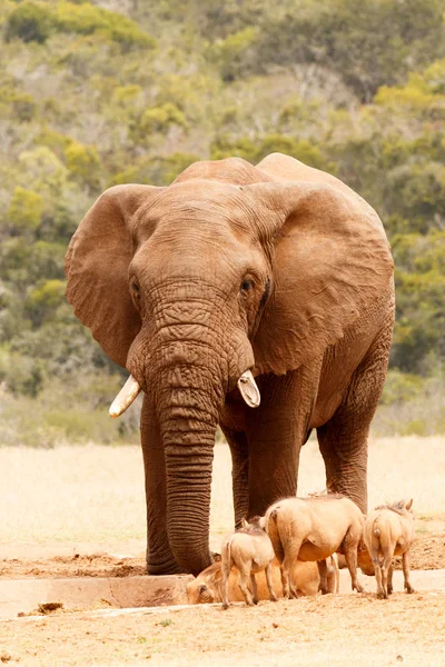 Elefante Bush e warthogs compartilhando a barragem — Fotografia de Stock