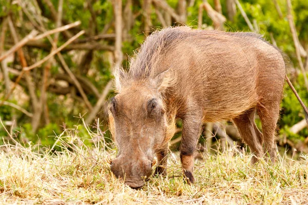 Yoğun bir şekilde onun çim yeme warthog — Stok fotoğraf