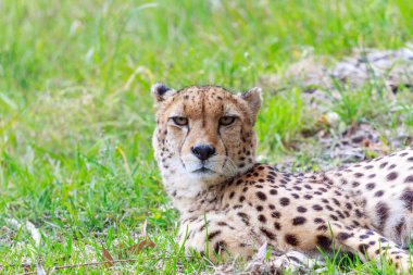 Deep stare from a Cheetah clipart