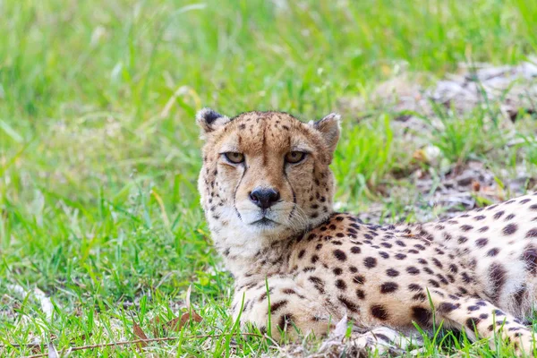 Tiefe Blicke von einem Geparden — Stockfoto