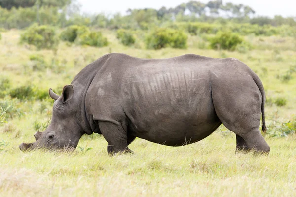 Rhino with his face in the grass