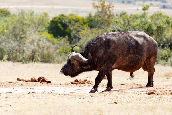 Búfalo africano deteniéndose y oliendo el aire —  Fotos de Stock