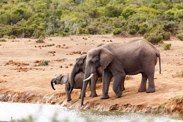 Afrikai bokor elefántok szerető családi összejövetelen — Stock Fotó